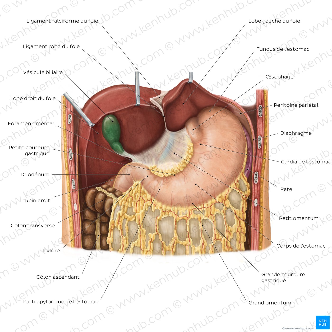 Localisation anatomique de l'estomac (schéma)