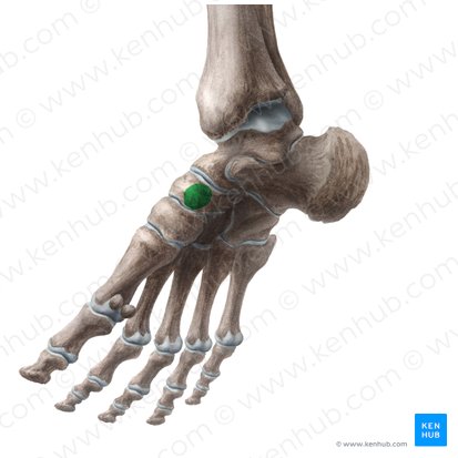 Tuberosidade do osso navicular (Tuberositas ossis navicularis); Imagem: Liene Znotina