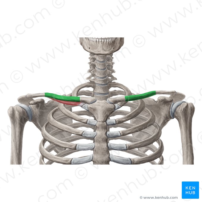 Body of clavicle (Corpus claviculae); Image: Samantha Zimmerman