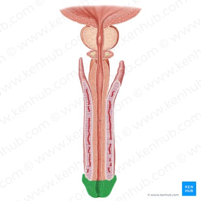 Glande do pênis (Glans penis); Imagem: Samantha Zimmerman
