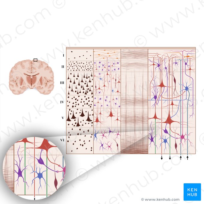 Axon; Bild: Paul Kim