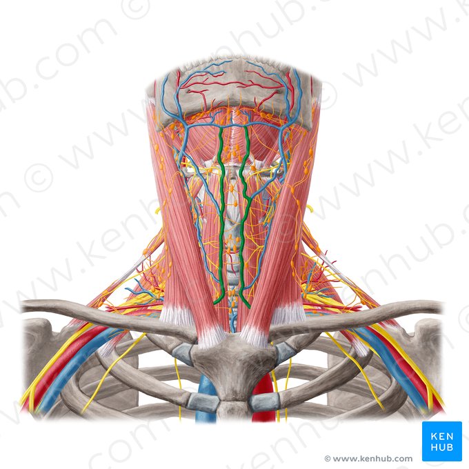 Anterior jugular vein (Vena jugularis anterior); Image: Yousun Koh