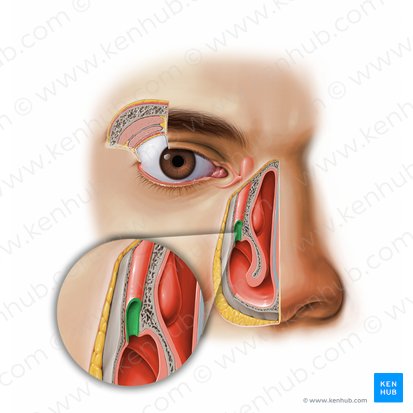 Orificio del conducto nasolagrimal (Apertura ductus nasolacrimalis); Imagen: Paul Kim