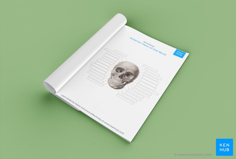 Download your free PDF labeling worksheet of the anterior skull below.