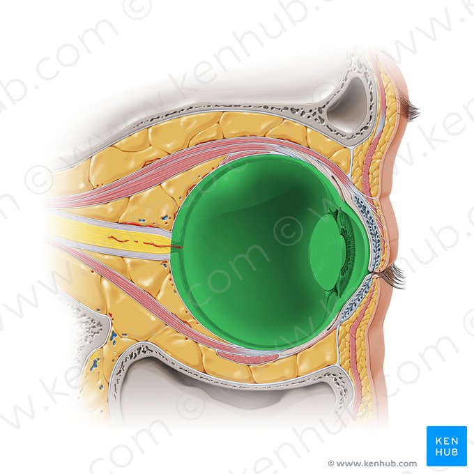 Ocular bulb (Bulbus oculi); Image: Paul Kim