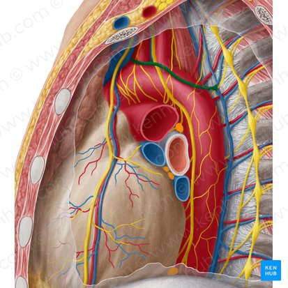Left superior intercostal vein (Vena intercostalis superior sinistra); Image: Yousun Koh