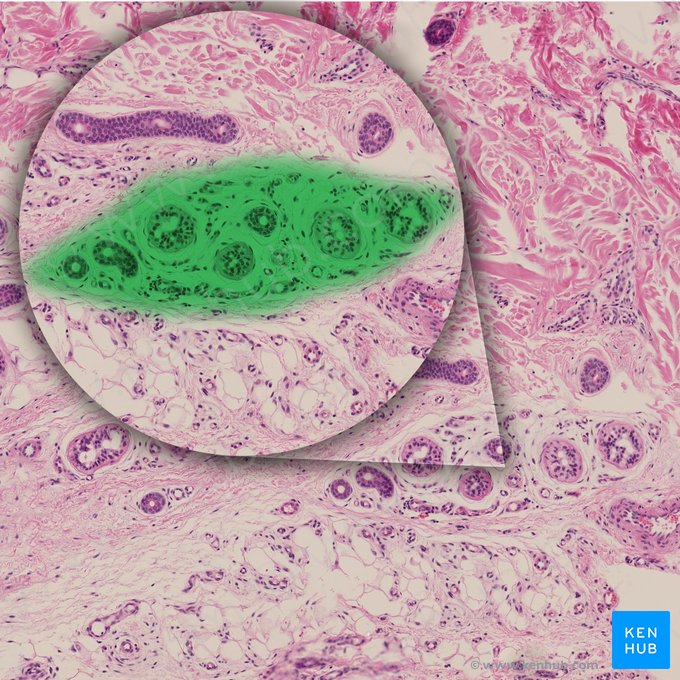 Glândula tubulosa sudorípara enovelada (Glandula sudorifera tubularis contorta); Imagem: 