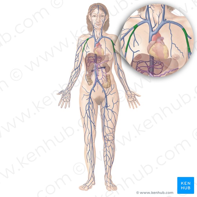 Vena axilar (Vena axillaris); Imagen: Begoña Rodriguez