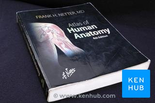 Atlas de anatomia Netter