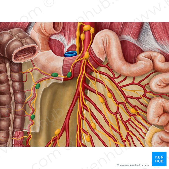 Right colic lymph nodes (Nodi lymphoidei colici dextri); Image: Irina Münstermann