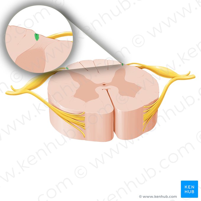 Sulco posterolateral da medula espinal (Sulcus posterolateralis medullae spinalis); Imagem: Paul Kim