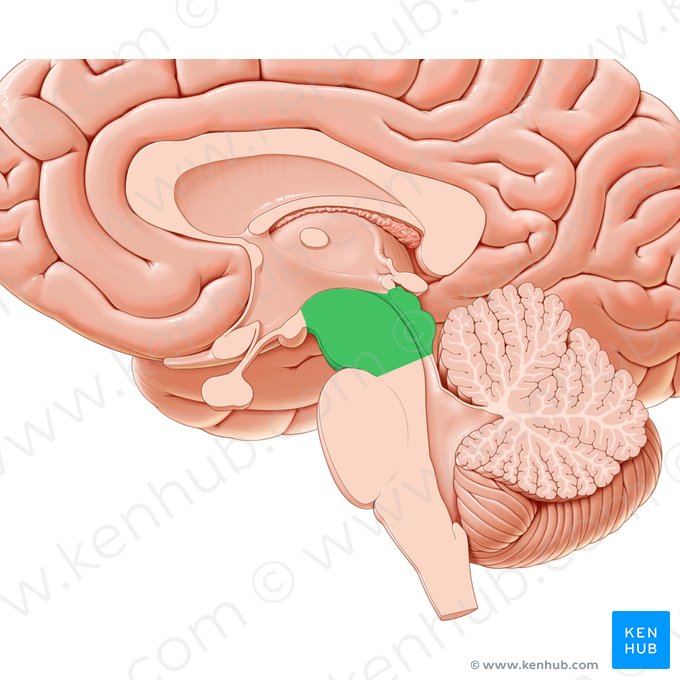 Mesencéfalo (Mesencephalon); Imagen: Paul Kim