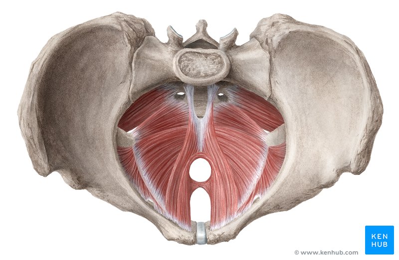 Help pelvic floor muscles deals
