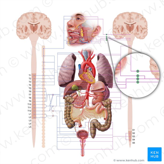 Gânglios parassimpáticos da cabeça (Ganglia parasympathica capitis); Imagem: Paul Kim