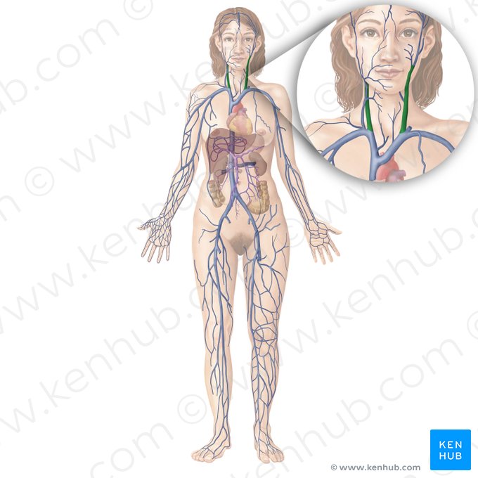 Vena yugular interna (Vena jugularis interna); Imagen: Begoña Rodriguez