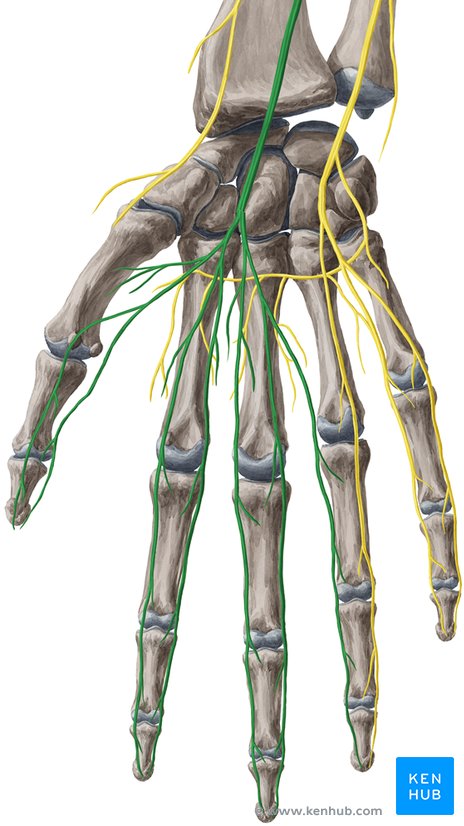 Nervus medianus (ventrale Ansicht)