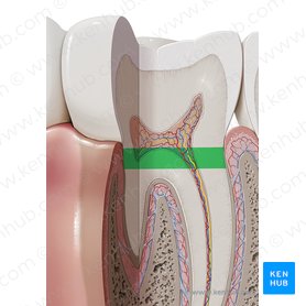 Colo do dente (Cervix dentis); Imagem: Paul Kim