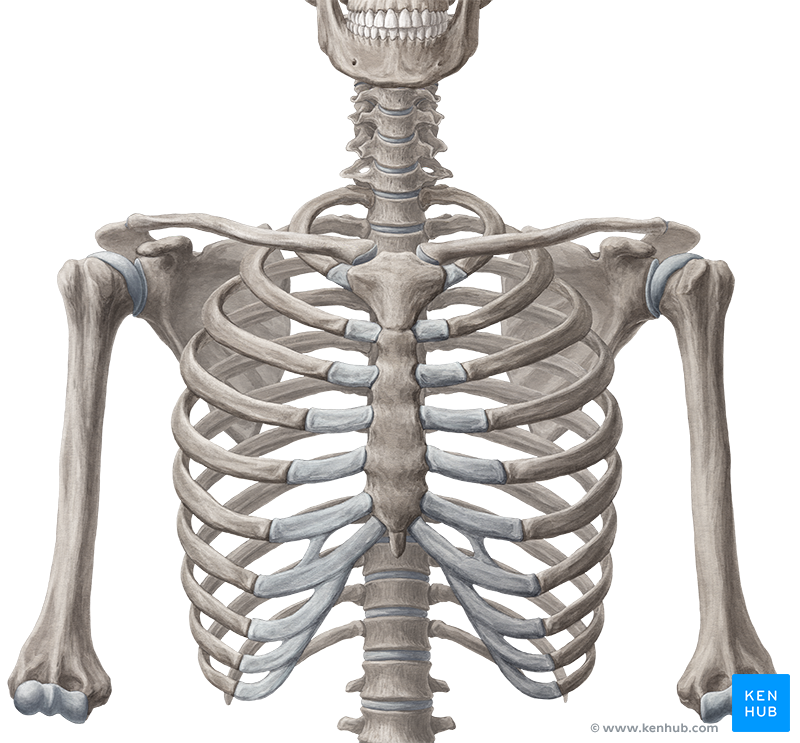 Ребра трубчатые. Кости ключицы анатомия. Кости ключицы анатомия человека. Ключица и ребра анатомия. Строение скелета ключица.