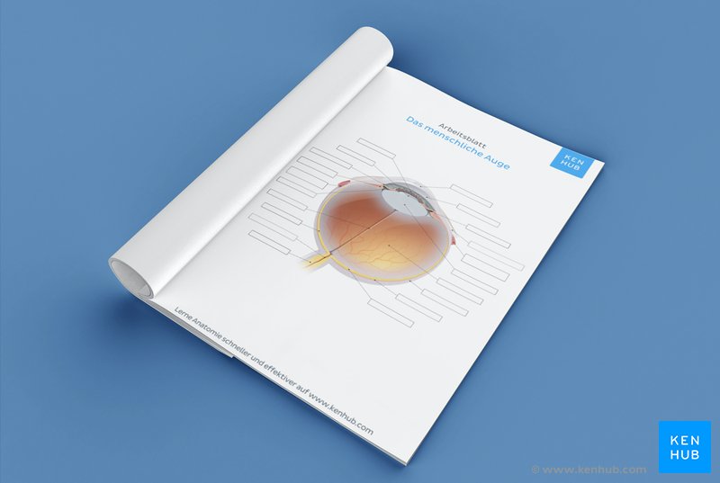 Teste dein Wissen über den Aufbau des Auges mit unserem unbeschrifteten Arbeitsblatt (Download unten)