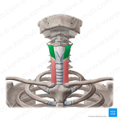Músculo tireo-hióideo (Musculus thyrohyoideus); Imagem: Yousun Koh