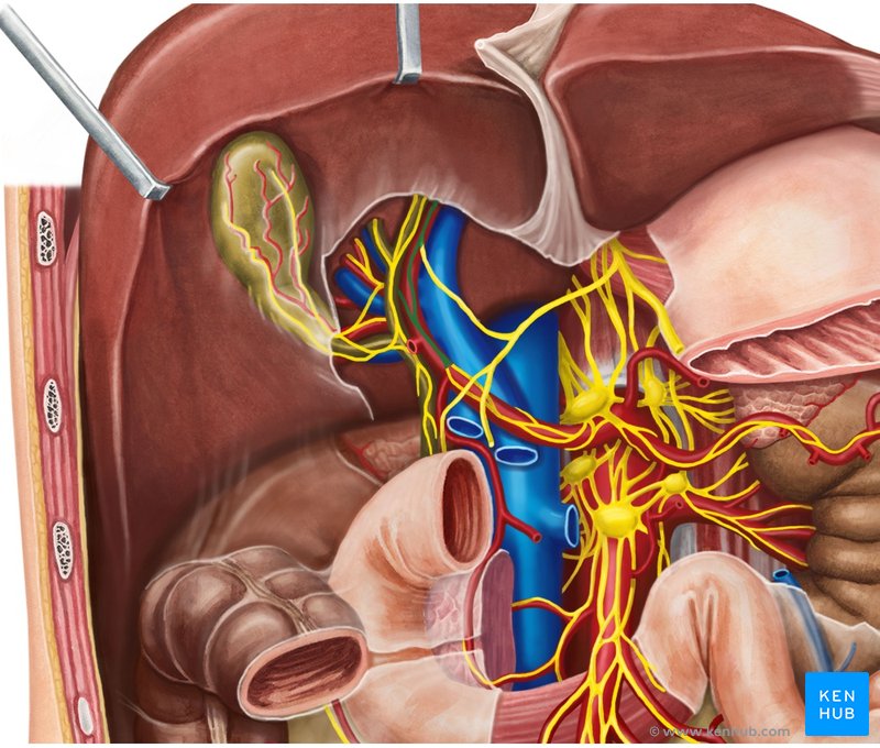 Hepatic plexus - ventral view