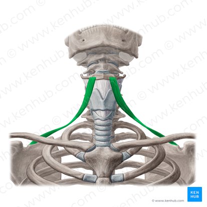 Musculus omohyoideus (Schulter-Zungenbeinmuskel); Bild: Yousun Koh