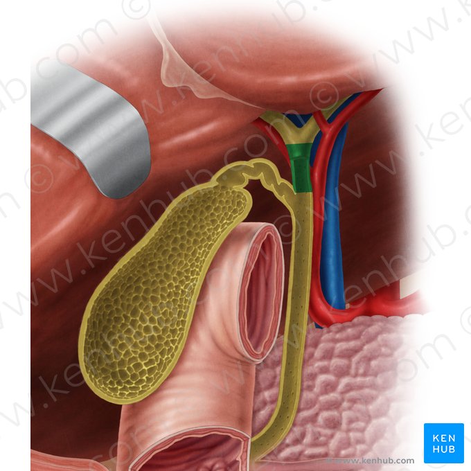 Conduit hépatique commun (Ductus hepaticus communis); Image : Samantha Zimmerman