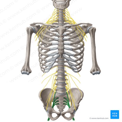 Sacral plexus (Plexus sacralis); Image: Yousun Koh