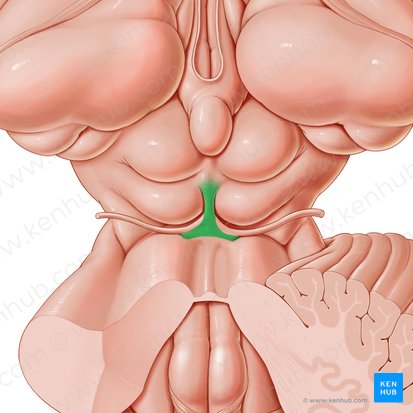 Frenulum of superior medullary velum (Frenulum veli medullaris superioris); Image: Paul Kim