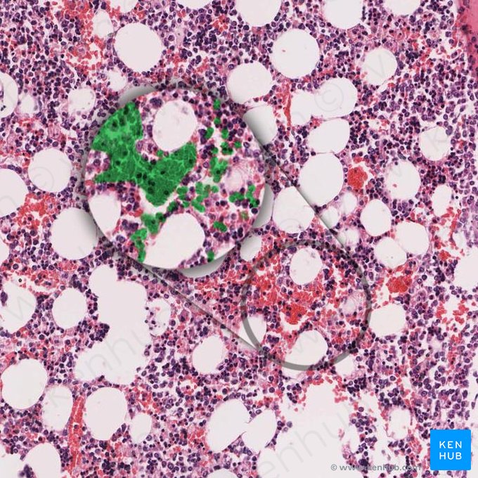 Erythrocyte (Erythrocytus); Image : 