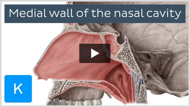 Medial Wall Of The Nasal Cavity