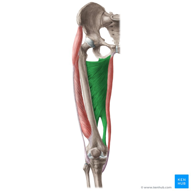 Adductor Magnus Origin Insertion Innervation Action Kenhub 