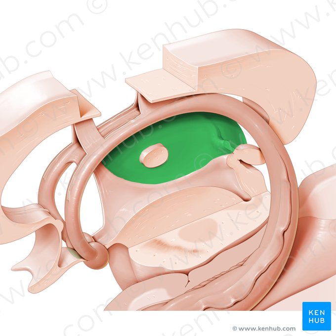 Thalamus; Image: Paul Kim