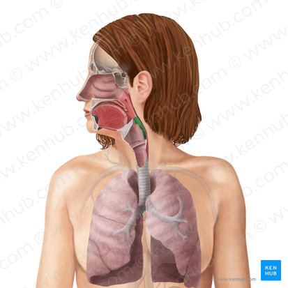 Laryngopharynx (Pars laryngea pharyngis); Image: Begoña Rodriguez