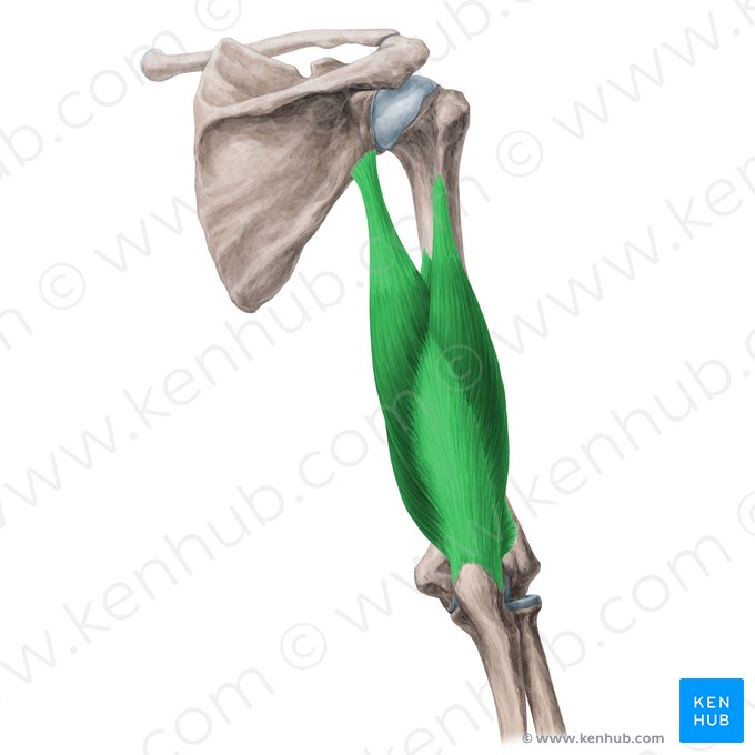 Músculo tríceps braquial (Musculus triceps brachii); Imagen: Yousun Koh