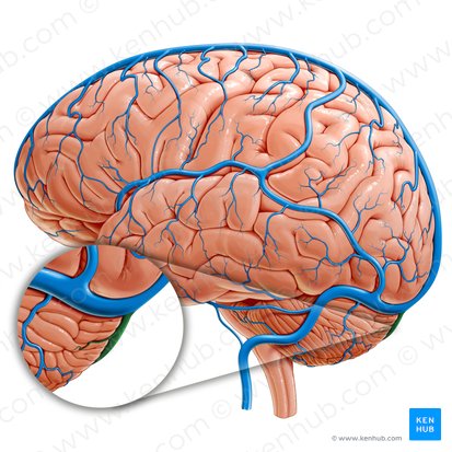 Occipital sinus (Sinus occipitalis); Image: Paul Kim