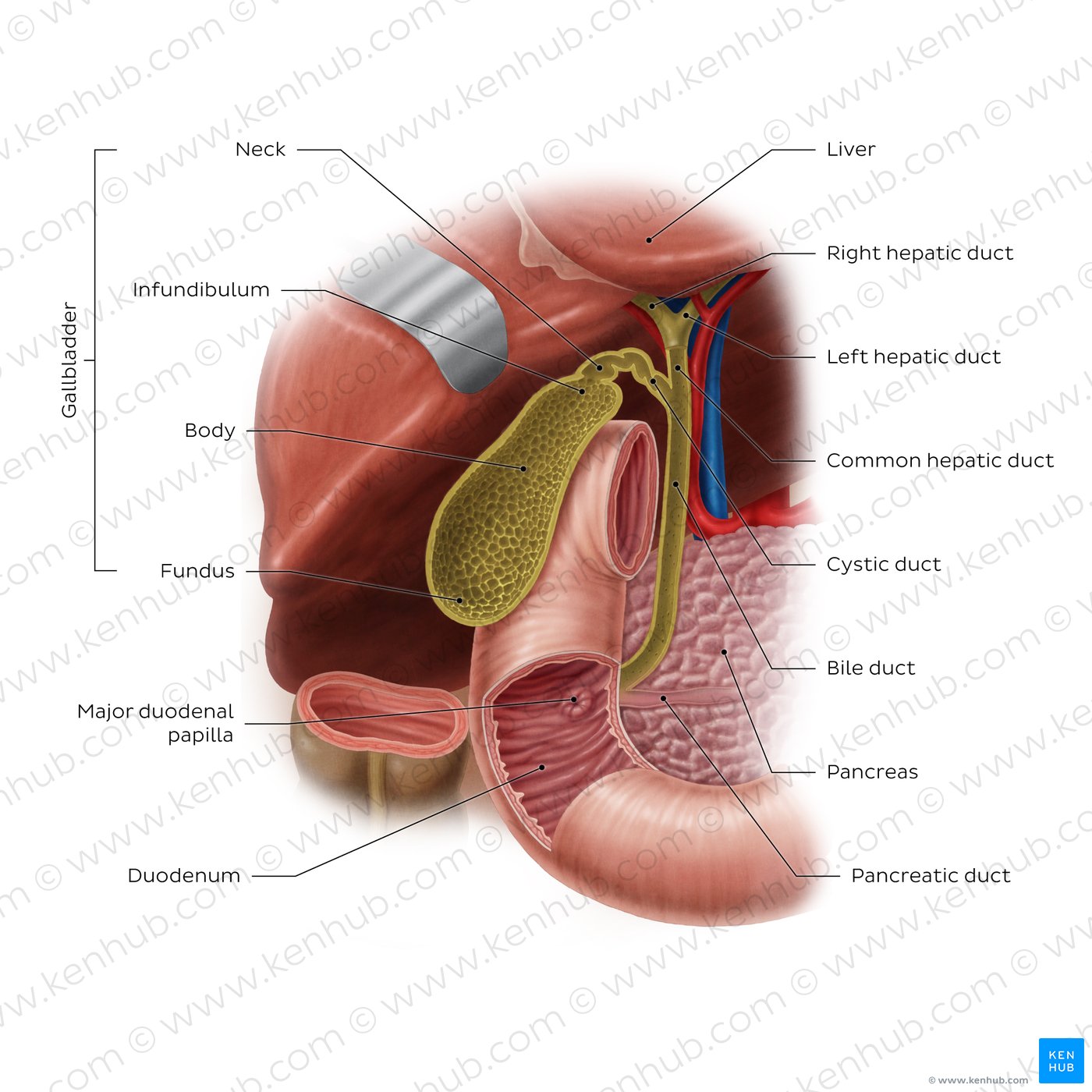 Overview of the gallbladder
