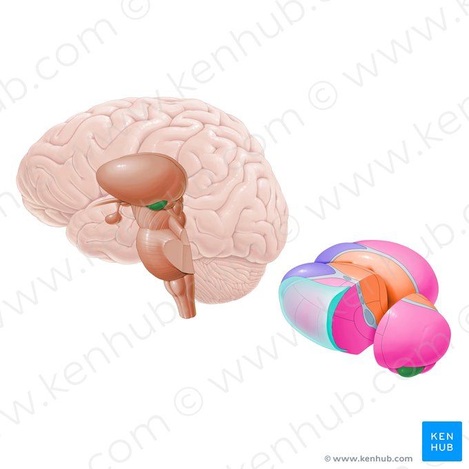 Corpo geniculado lateral (Corpus geniculatum laterale); Imagem: Paul Kim