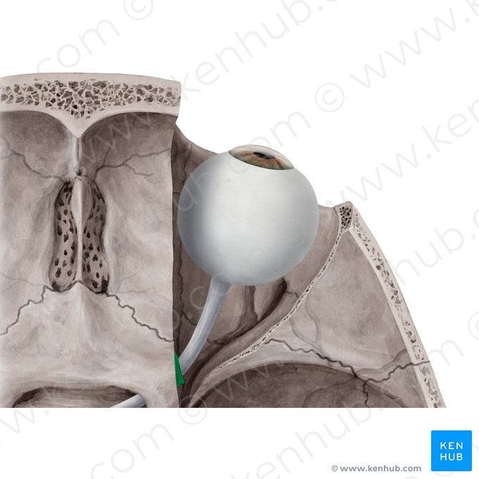 Anel tendíneo comum (de Zinn) (Anulus tendineus communis); Imagem: Yousun Koh