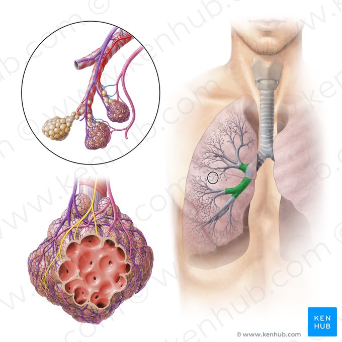 Bronchi lobares dextri (Rechte Lappenbronchien); Bild: Paul Kim