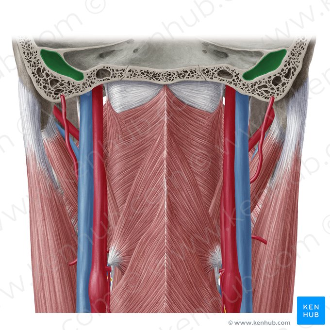 Bulbo superior de la vena yugular interna (Bulbus superior venae jugularis internae); Imagen: Yousun Koh