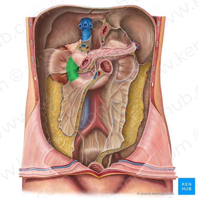 Descending part of duodenum (Pars descendens duodeni); Image: Irina Münstermann