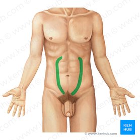 Abdominal wall: Layers, muscles and fascia | Kenhub