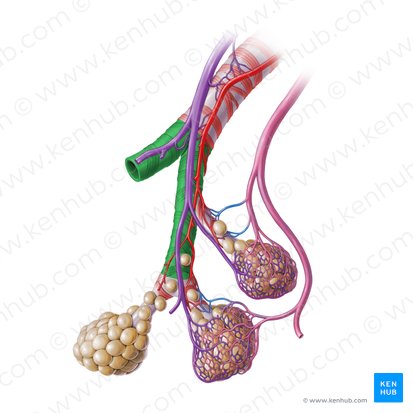 Bronchiolus terminalis (Endbronchiole); Bild: Paul Kim
