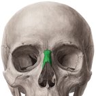 Nasal bone