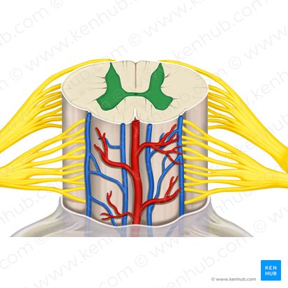 Sustancia gris (Substantia grisea); Imagen: Rebecca Betts