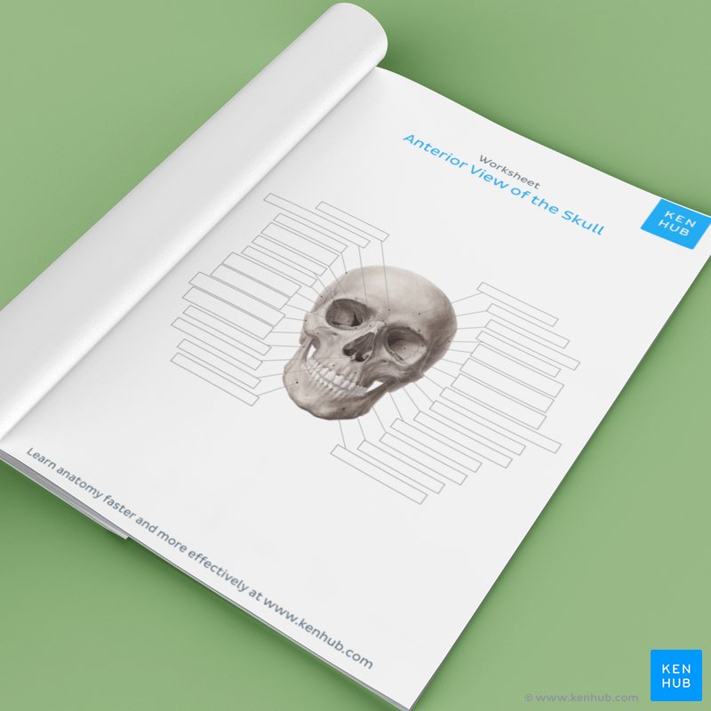 Image Result For Skull Anatomy Structure Bones Quizzes Kenhub
