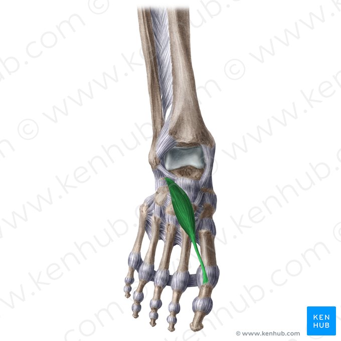 Músculo extensor curto do hálux (Musculus extensor hallucis brevis); Imagem: Liene Znotina