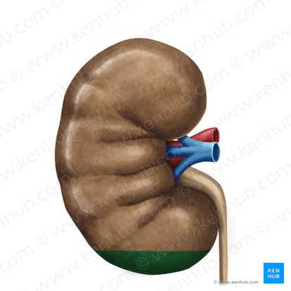 Inferior pole of kidney (Polus inferior renis); Image: Irina Münstermann