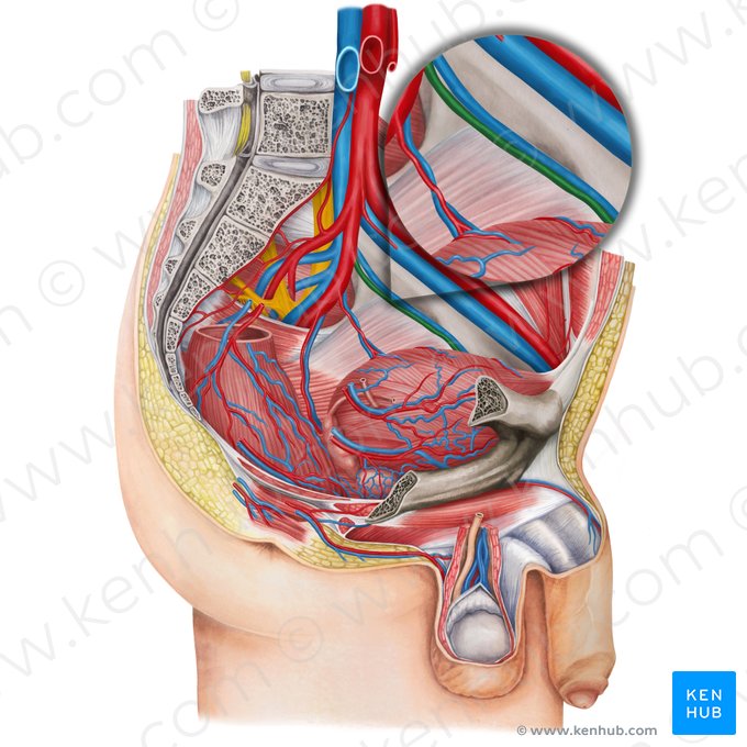 Left obturator artery (Arteria obturatoria sinistra); Image: Irina Münstermann